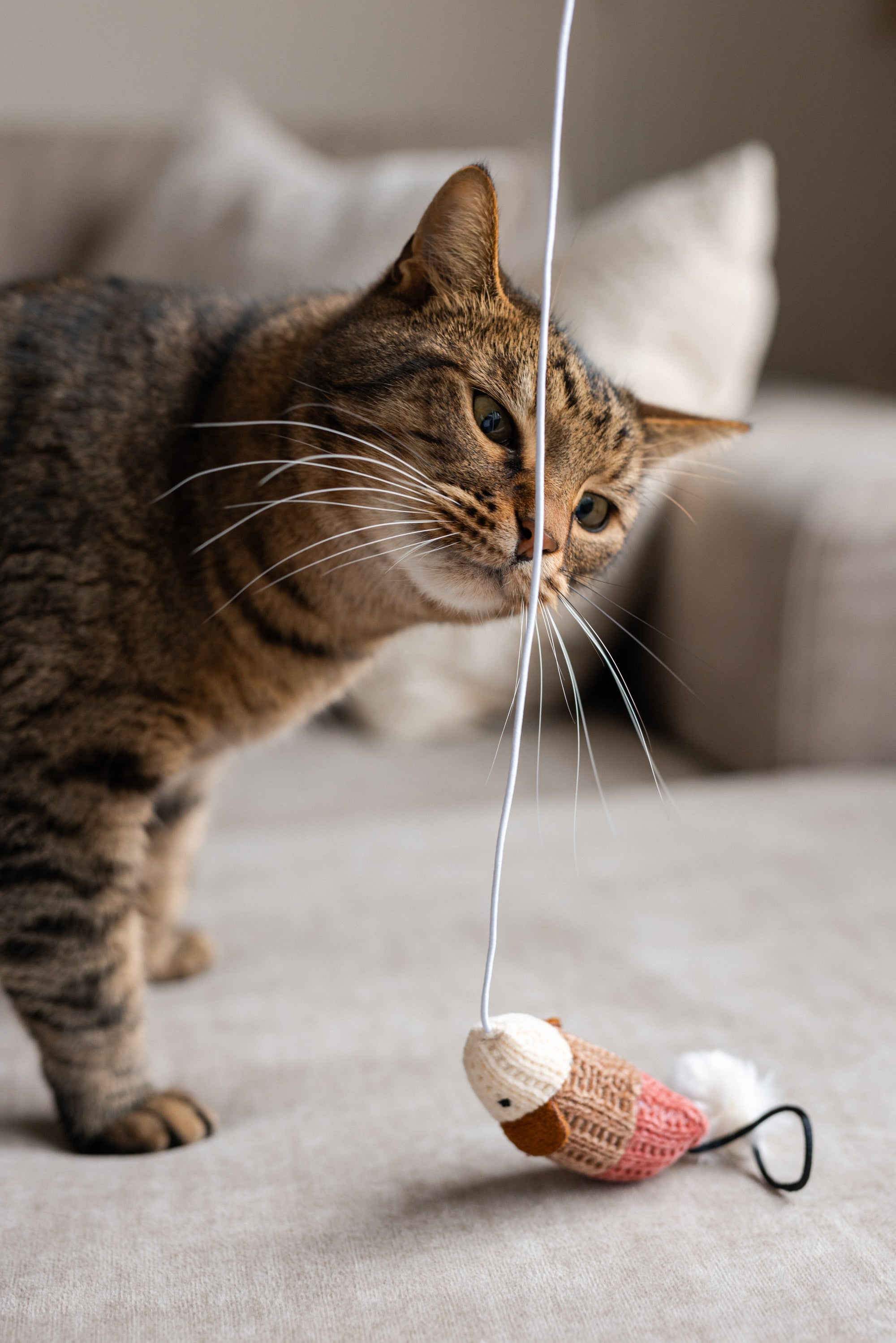 Why Do Some Cats Destroy Their Toys? Understanding Feline Play Styles